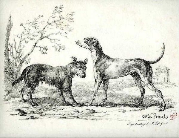 dissertation le loup et le chien