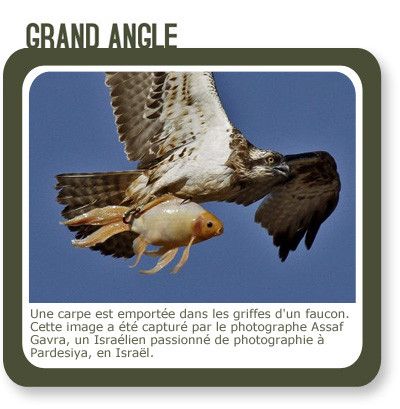 UN PETIT POISSON, UN PETIT OISEAU...